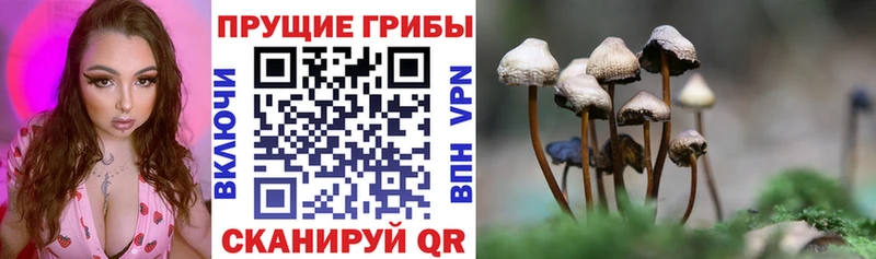 Купить  Медногорск  Псилоцибиновые грибы Cubensis 